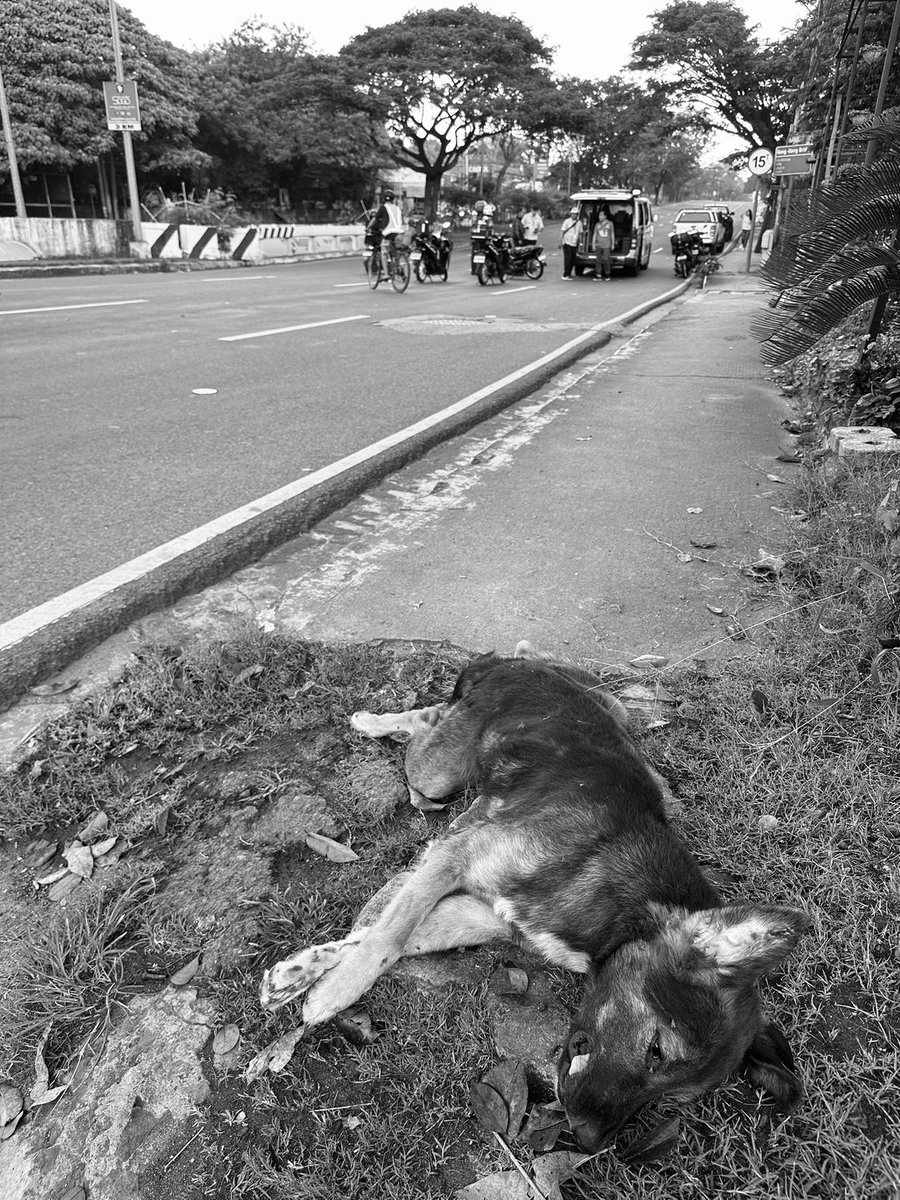 ABSCBNNews's tweet photo. A stray dog, or Aspin, lost its life after being struck by a motorcycle along the eastbound lanes of North Fairview at approximately 6:00 A.M.
The motorist involved sustained injuries and was found lying on the pavement, receiving assistance from the MMDA and the ambulance unit of Quezon City. | via Val Cuenca, ABS-CBB News