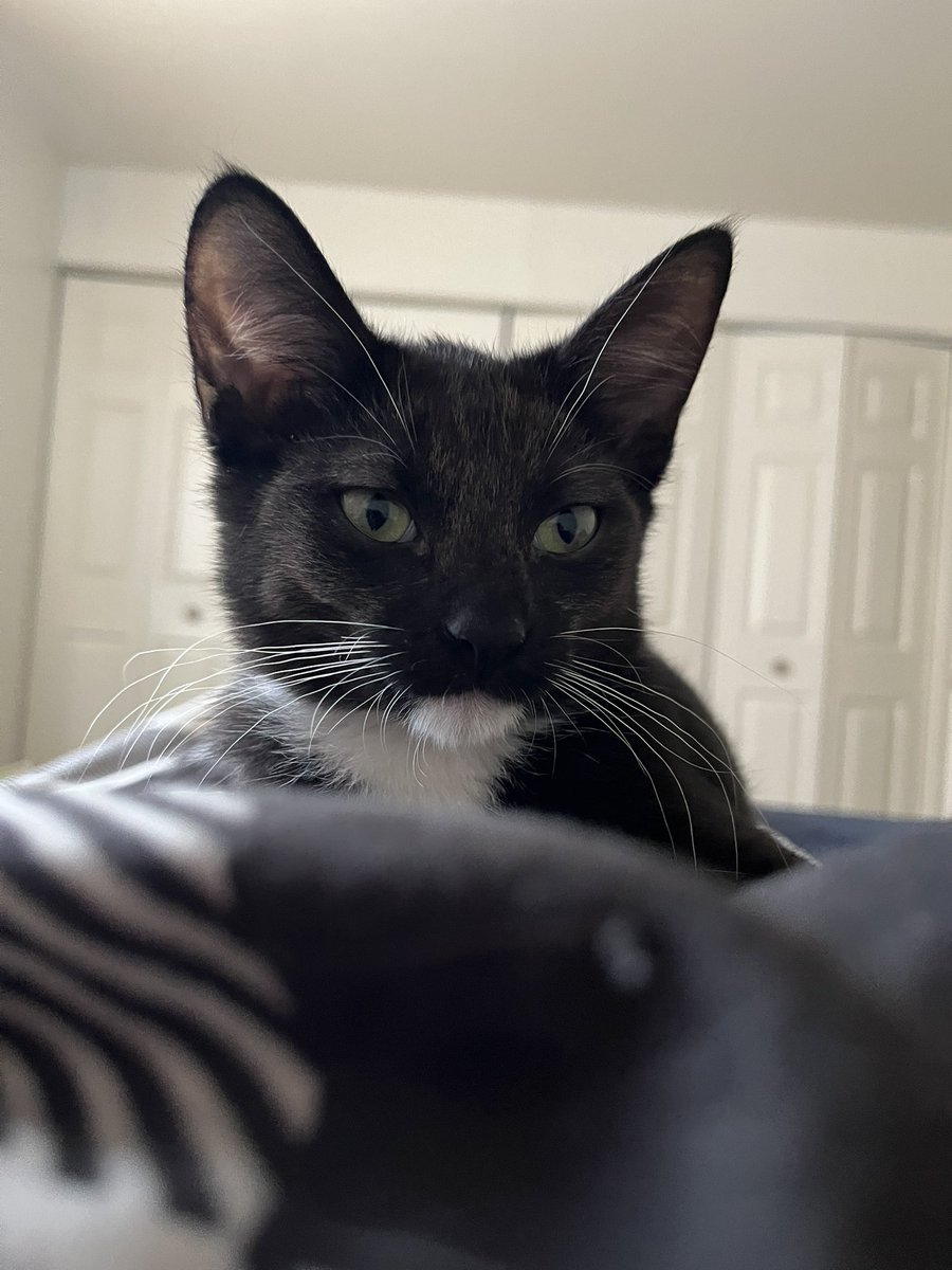 stevenkvachkof's tweet image. magic, madness, heaven, sin ✨