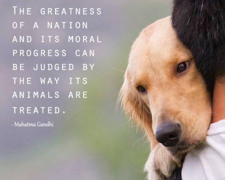 Mrs Fensham 🦖🦕🐲 tweet media