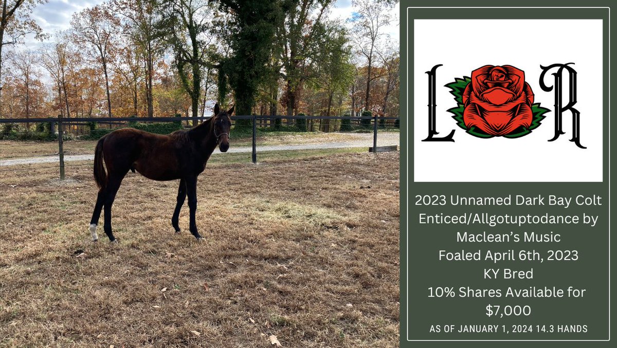 For 2024, our second homebred offering is this Big Dark Bay Colt by Enticed out of Allgotuuptodance by Maclean's Music. Holy Legs! He sticks at 14.3! Schedule an appointment to view him in person!

#Darley #Enticed #MacleansMusic #HorseRacing #Horsebreedingstable #RacingSyndicate