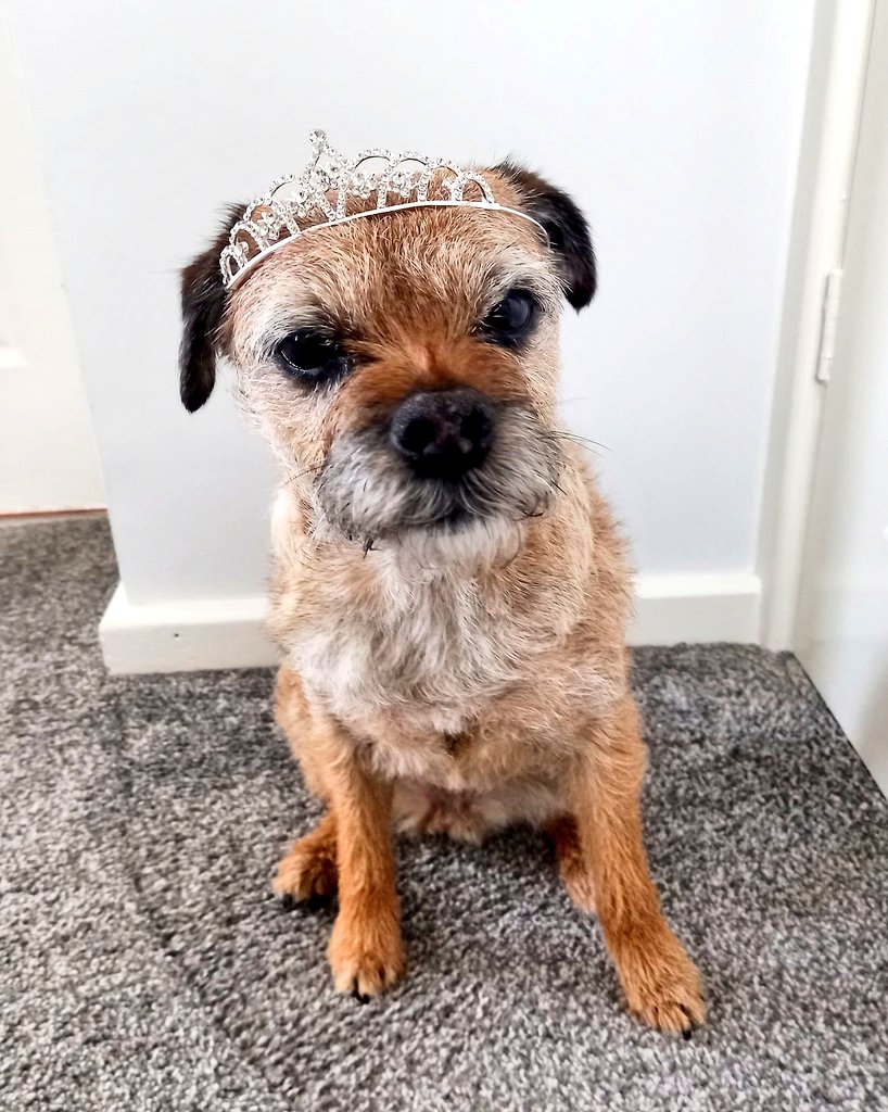 misheleneous's tweet image. Heidi graciously and proudly accepts her place in the House of Woofs for services to 'cleaning up the North'. She's wearing her Tiara, and its one of the few things we HAVEN'T found on the streets of Prestwich - but give it time! 👑😄 #BTPNYH #btposse