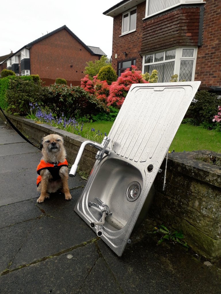 misheleneous's tweet image. Heidi graciously and proudly accepts her place in the House of Woofs for services to 'cleaning up the North'. She's wearing her Tiara, and its one of the few things we HAVEN'T found on the streets of Prestwich - but give it time! 👑😄 #BTPNYH #btposse