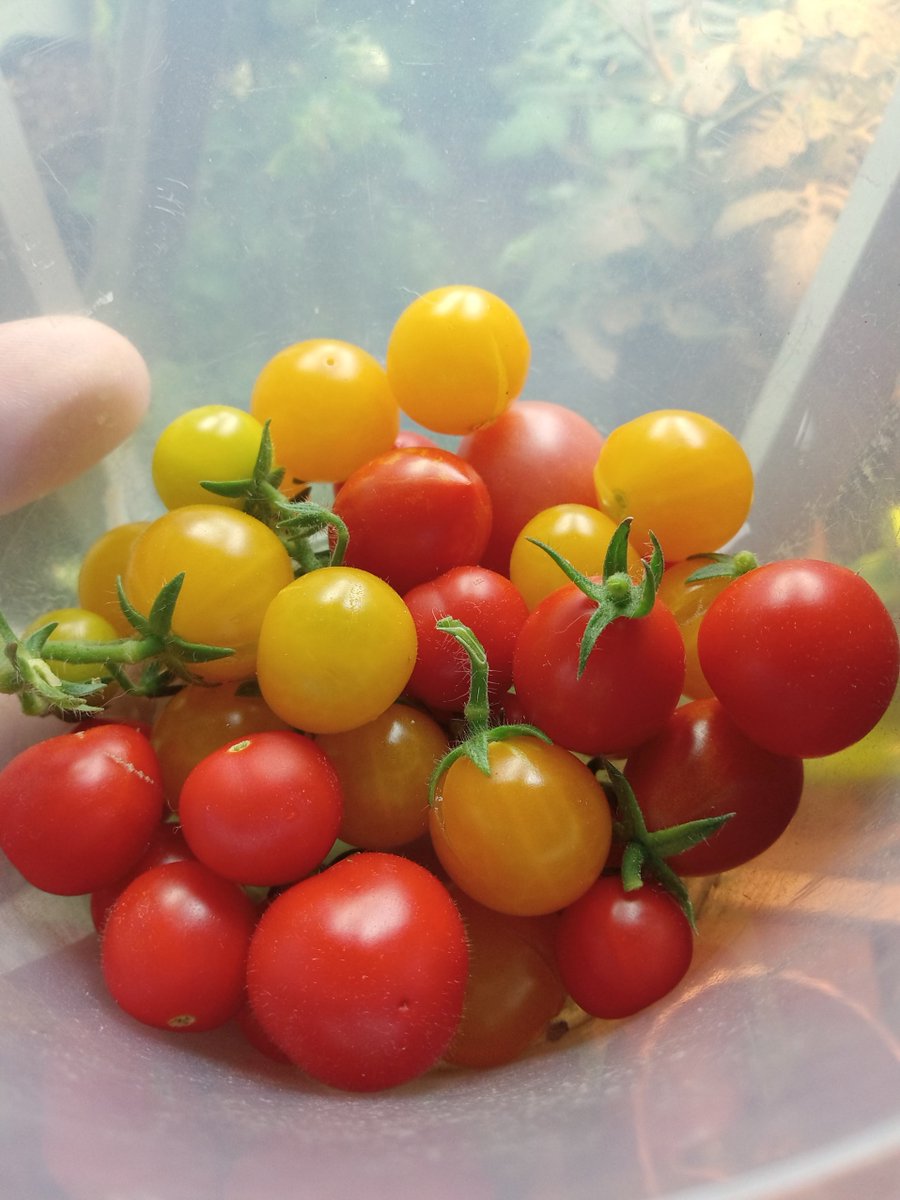 mrmoonmud's tweet photo. Just harvested a couple handfuls of cherry tomatoes from my living room dwarf tomato experiments. They are poppin' with juice! #indoorgardening #magichat #roseyfinch #tinytim #microtom https://t.co/7OW2CwTTHJ