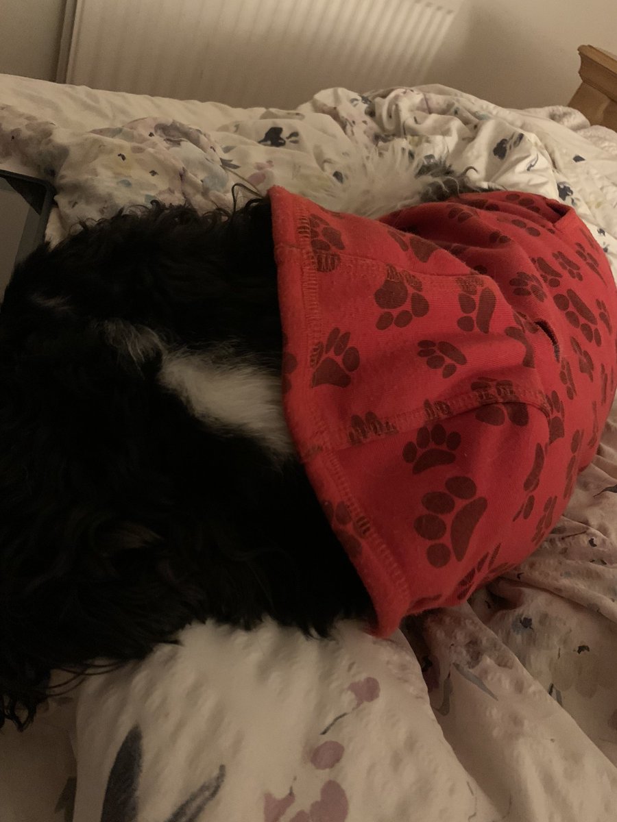 DrKDoolan's tweet photo. Entering month 4 of #hyperemesisgravidarum and I think my dog is secretly delighted because I’m too unwell to tell him to get off the bed 😂 so here we are getting through it together #rescuedog https://t.co/1vyXnxcnNN
