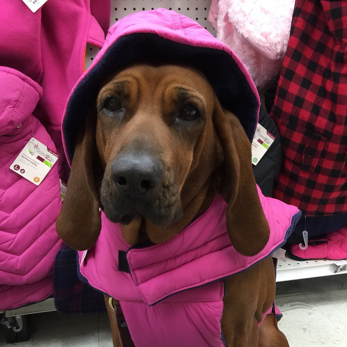 dogsunleashedk9's tweet photo. 3 tips to keep your dog safe in the cold weather ❄️

1- Limit outdoor time: When it’s very cold outside, it’s important to limit your dog’s exposure to the elements. Keep walks shorter and make sure to dry them off when you come inside.
2- Bundle up: Just like humans, some breeds https://t.co/KgXZ8MGDzz