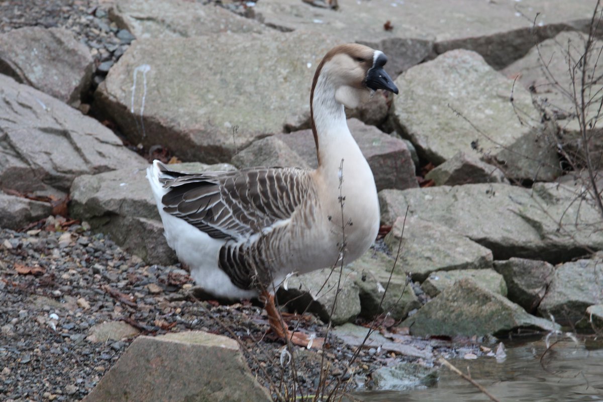 Swan Goose\Chinese Goose at Thornton Reservoir in Leicestershire, UK.