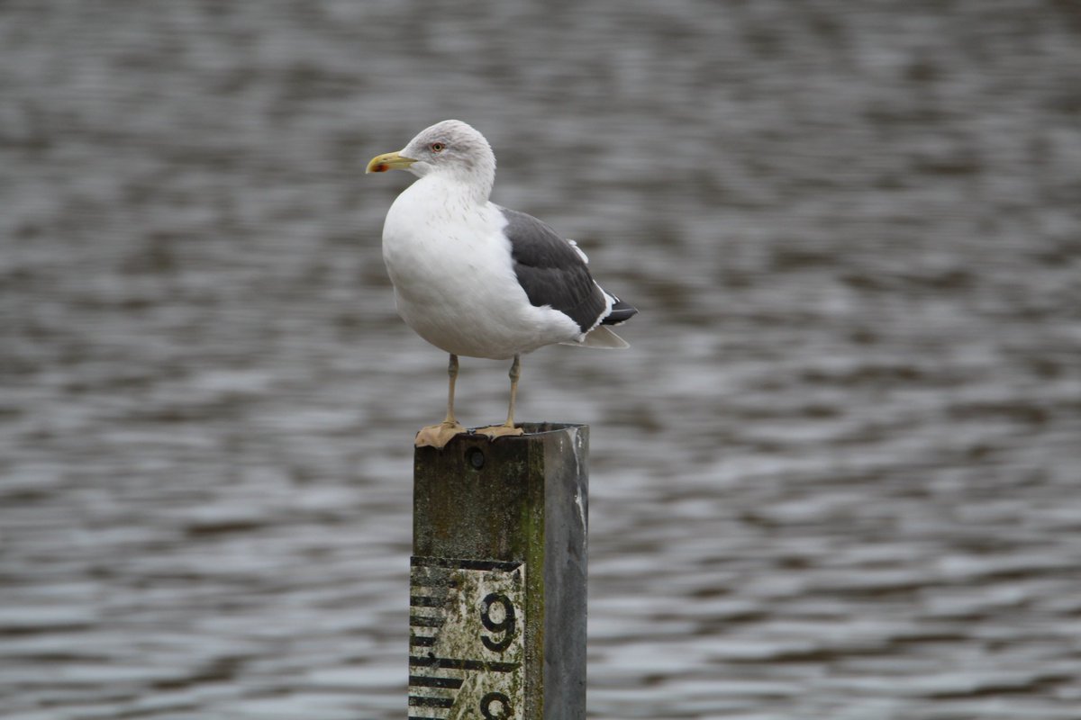 Lesser Black-backed Gull at Thornton Reservoir in Leicestershire, UK