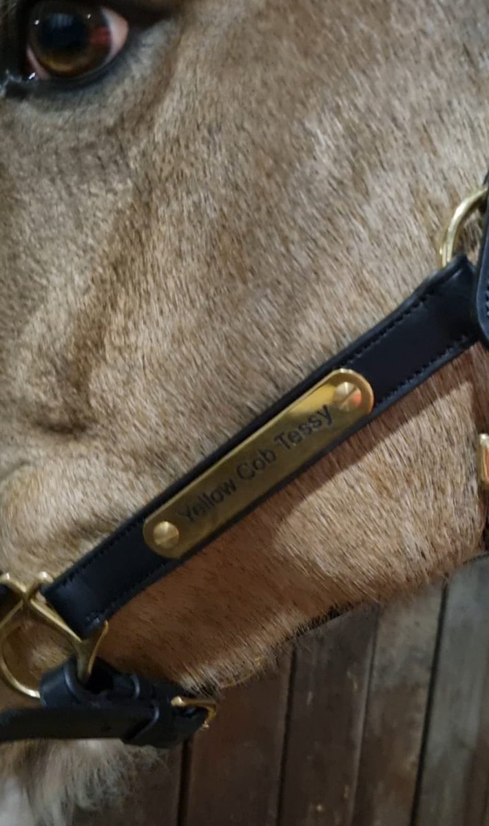 Literally in love 😻 with this xmas present from my fantastic wife.

I’ve never had a leather Headcollar for any horse let alone an engraved one. Tess looks beautiful in it.