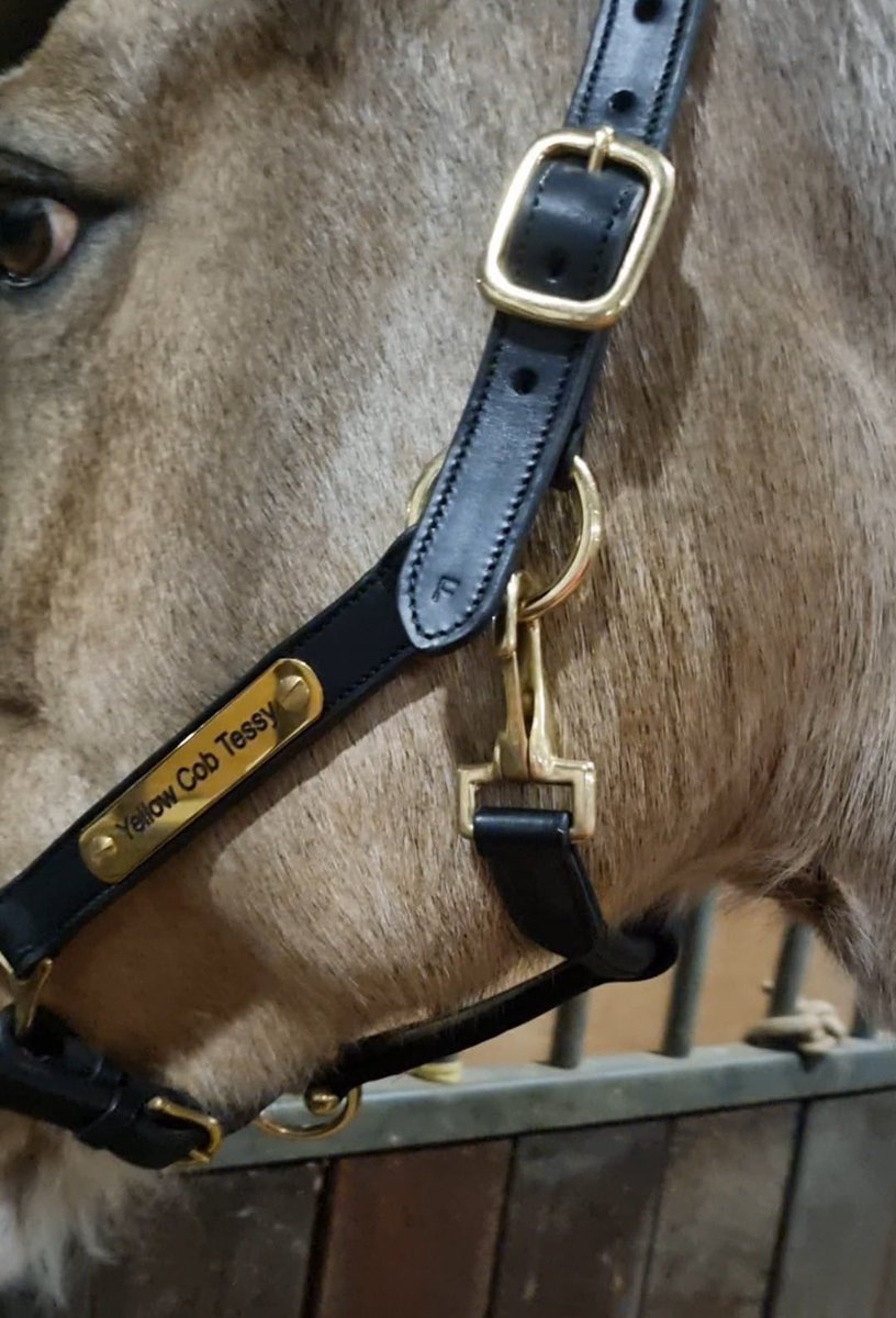 yellowcobDR's tweet photo. Literally in love 😻 with this xmas present from my fantastic wife.

I’ve never had a leather Headcollar for any horse let alone an engraved one. Tess looks beautiful in it. https://t.co/FI2VjQGTKT