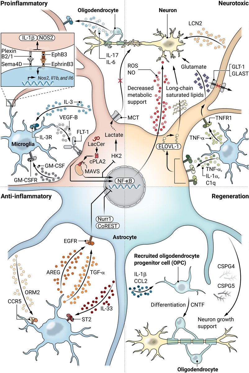 Science Magazine (@sciencemagazine) on Twitter photo A Review in <a href="/ScienceTM/">Science Translational Medicine</a> looks at the complex connections between astrocytes and other types of cells in the nervous system, including neurons, oligodendrocytes, and microglia.
Read more: scim.ag/5nb A Review in <a href="/ScienceTM/">Science Translational Medicine</a> looks at the complex connections between astrocytes and other types of cells in the nervous system, including neurons, oligodendrocytes, and microglia.
Read more: scim.ag/5nb