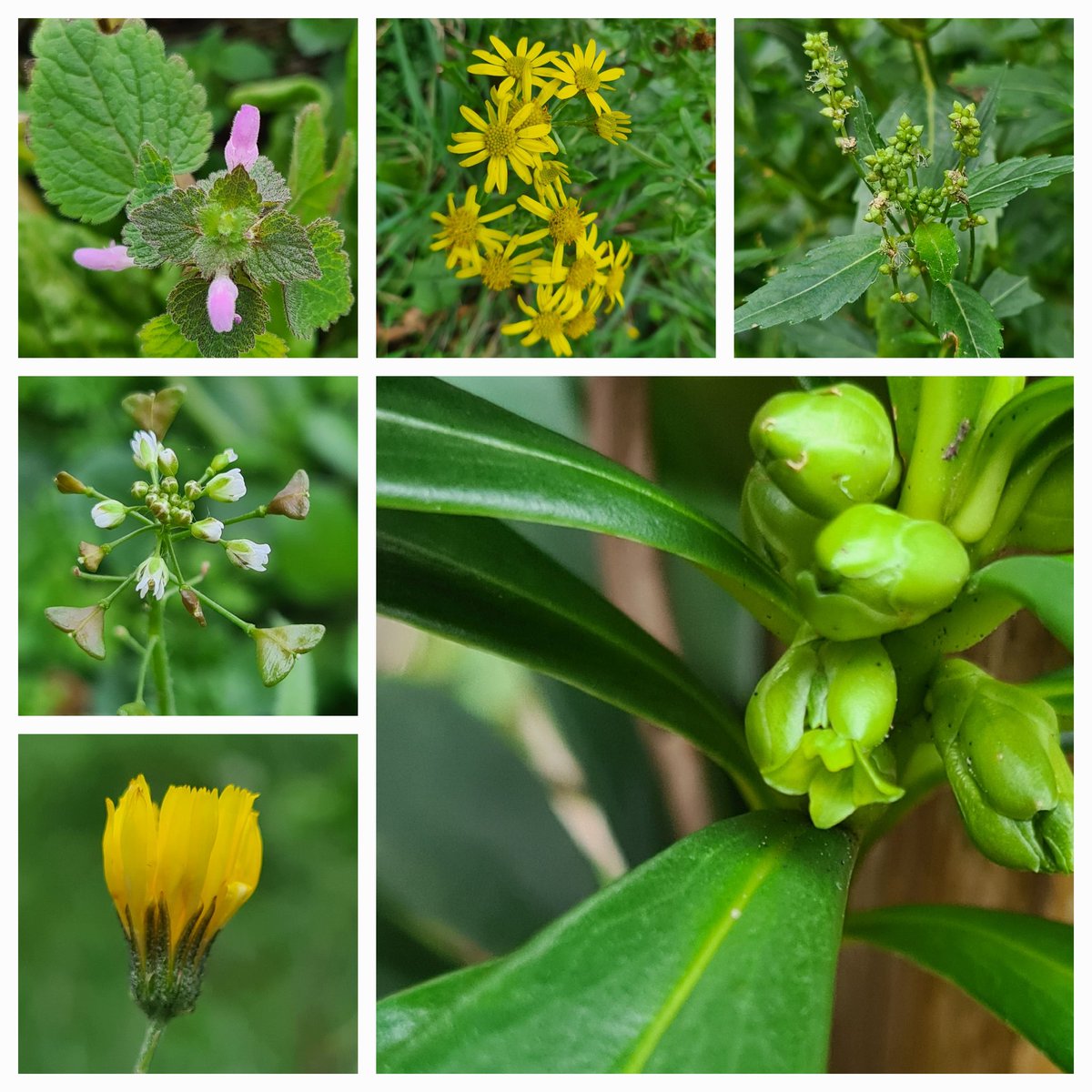 JennieShowers's tweet photo. A lovely few hours hunting flowers - I didn't find anything that fancy but it's all good data!! Love a bit of citizen science 💚 #NewYearPlantHunt https://t.co/K4iXLOVCbz