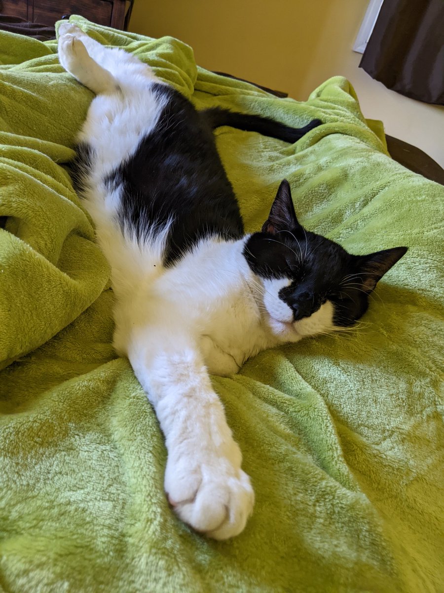 AmyAlcain's tweet photo. @_pajamasjones I have one of those too 😀
Tail is at ankle, back feet at calf and front feet resting on lower stomach https://t.co/gK0tBPGTnq