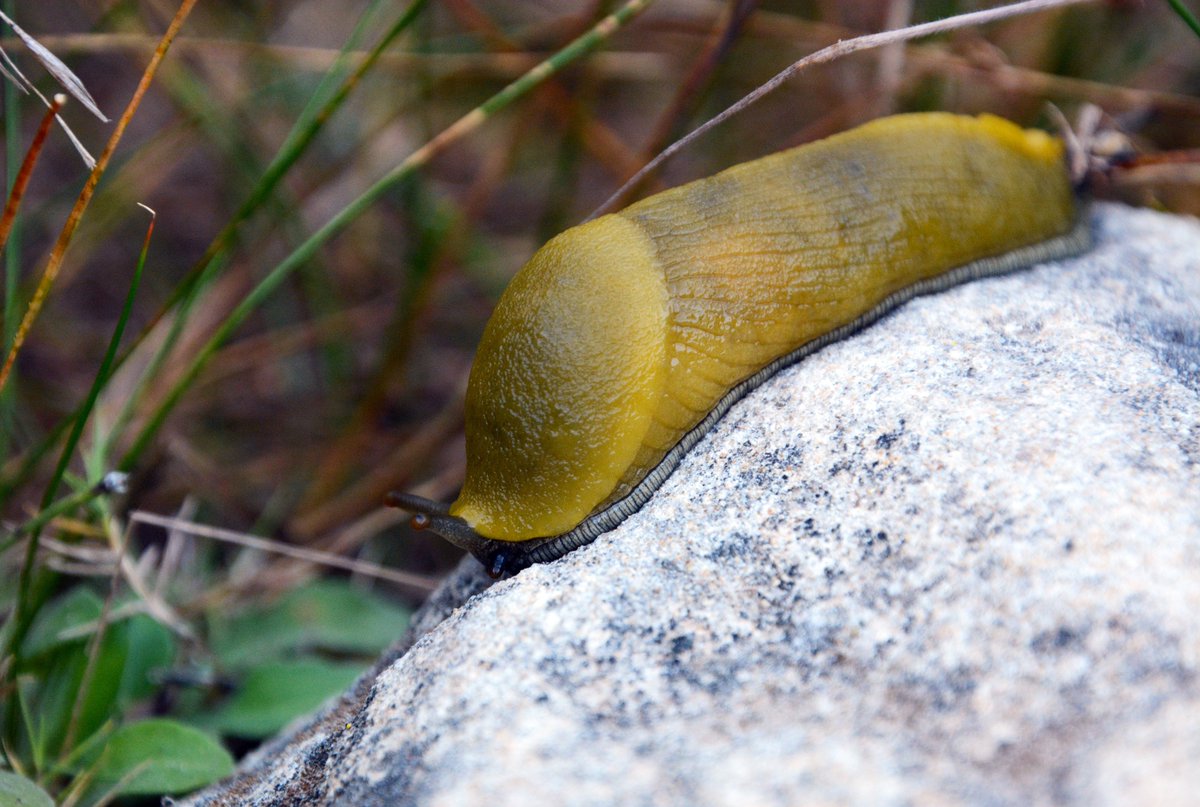 Unbothered. Moisturized. Happy. On my rock. Focused. Flourishing. On Santa Rosa Island, banana slugs celebrated the New Year in their usual slimy style in Lobo Canyon. #SlugLife #HappyNewYear #FindYourPark #EncuentraTuParque Image: NPS / Reuven Bank
