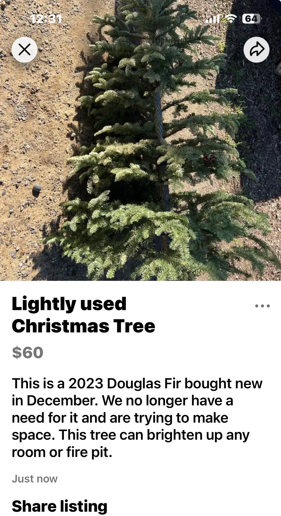 Costco Real Christmas Trees 2024 linea pamelina