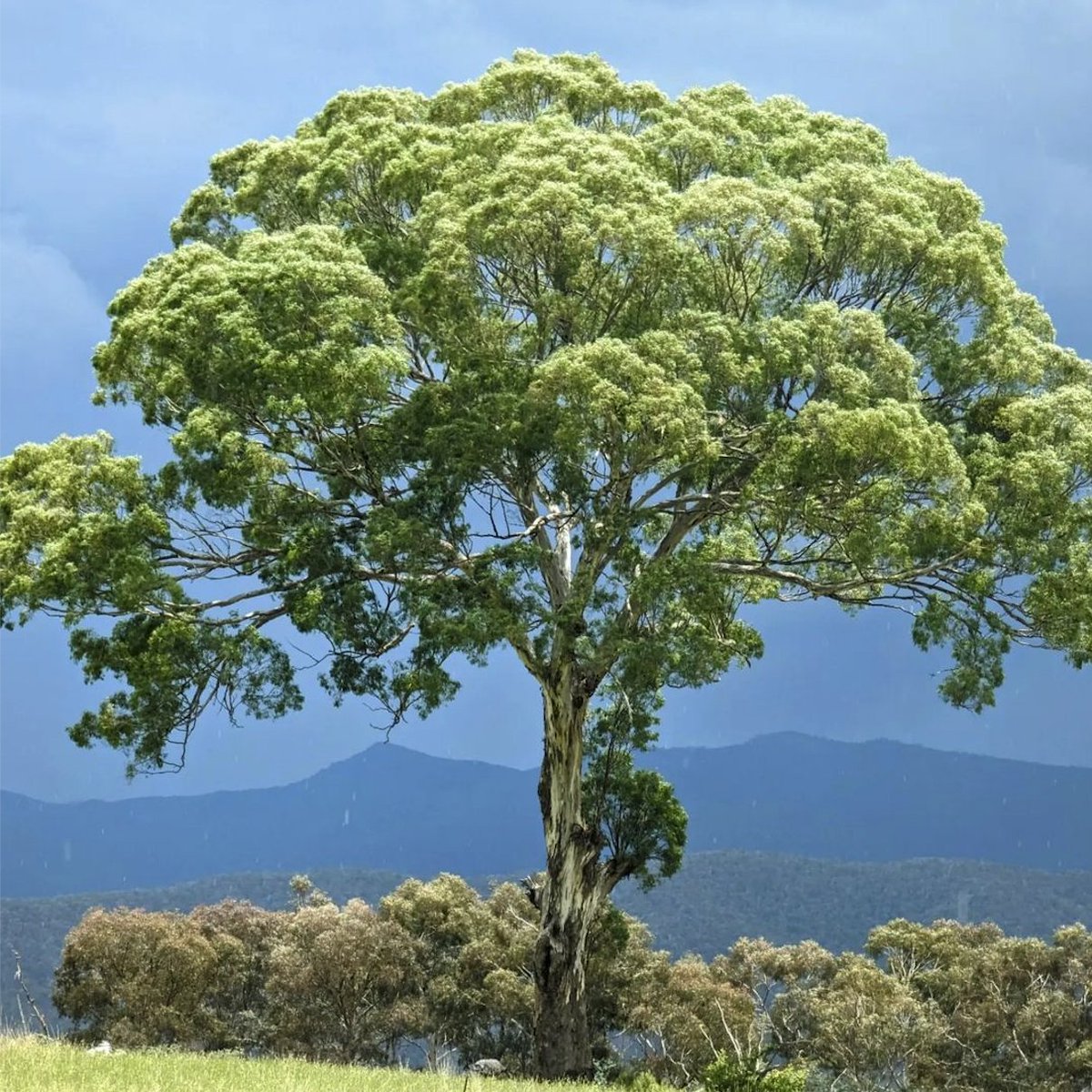 EucalyptAus's tweet photo. 😍 Look at this beautiful big Yellow Box (Eucalyptus melliodora)! Such an impressive tree.
Thank you to Instagrammer helenwylkscross for sharing this beauty with us by tagging #EucBeaut!

Happy #ThickTrunkTuesday, everybody! Make sure you give a big old gum a hug from us today! https://t.co/VnYgMEoGzT