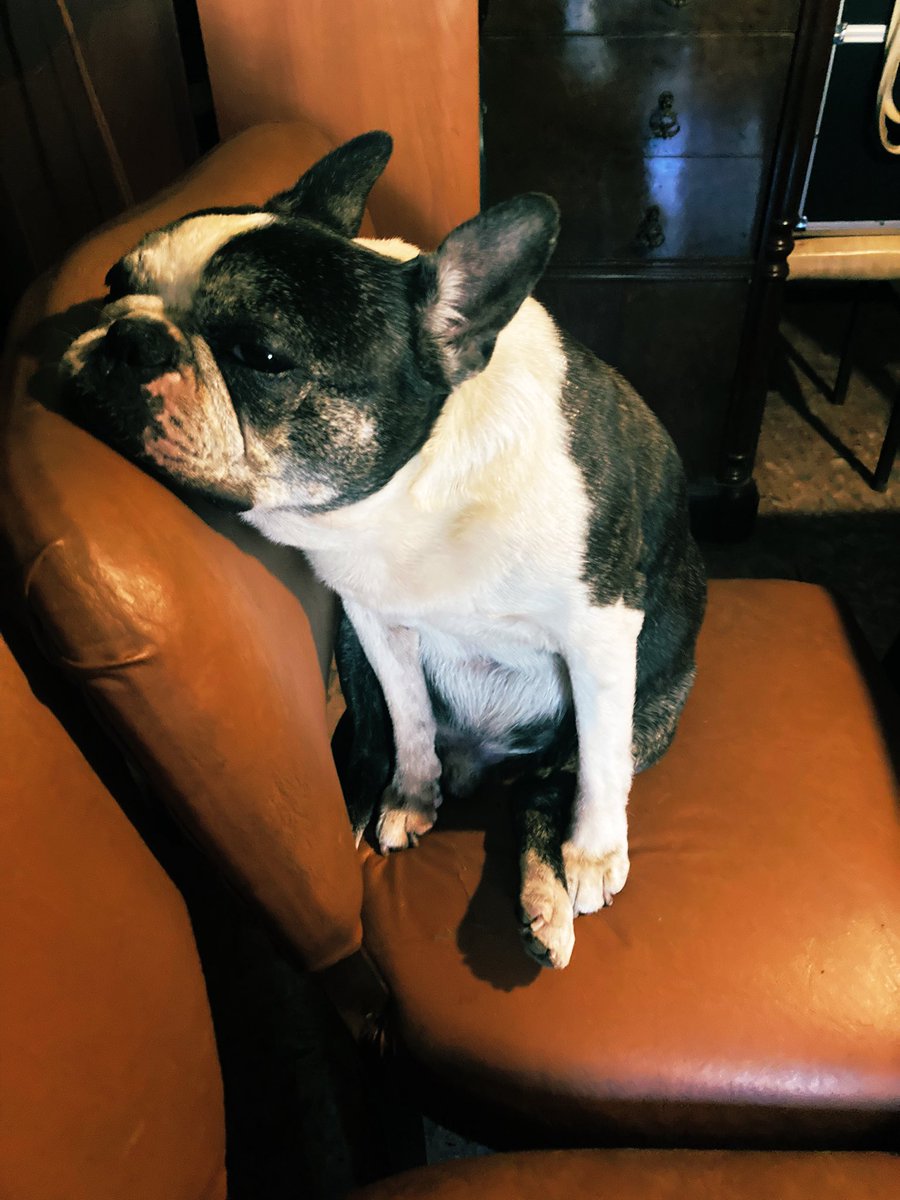 Lady_Astor's tweet image. Please say a prayer for my beloved Baden who is fighting for his life. Thank you and I hope you are having a lovely start to 2024. Ours is very tough 🙏🏻❤️