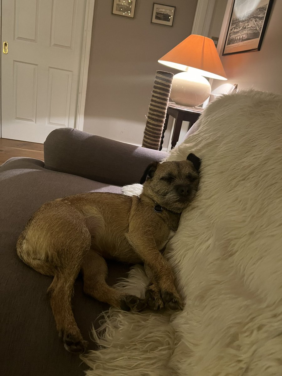 Hi Pals, these big walks at the hollibobs house are taking their toll #zorsted #BTPosse