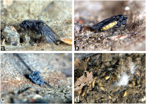 Discovery of snakeworm gnats in Alaska: a new species of Sciara Meigen (Diptera: Sciaridae) based on morphological, molecular, and citizen science data (by Thalles Lavinscky et al.):

doi.org/10.18476/2023.…