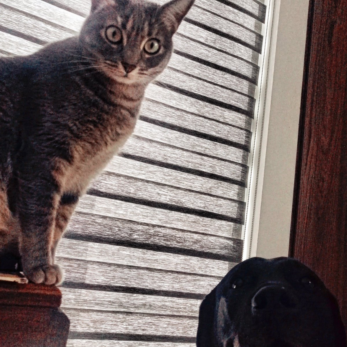 These two make my life enjoyable. Happy New Year 2024. #cats #dogs #2024 #NewYear2024 #HappyNewYear