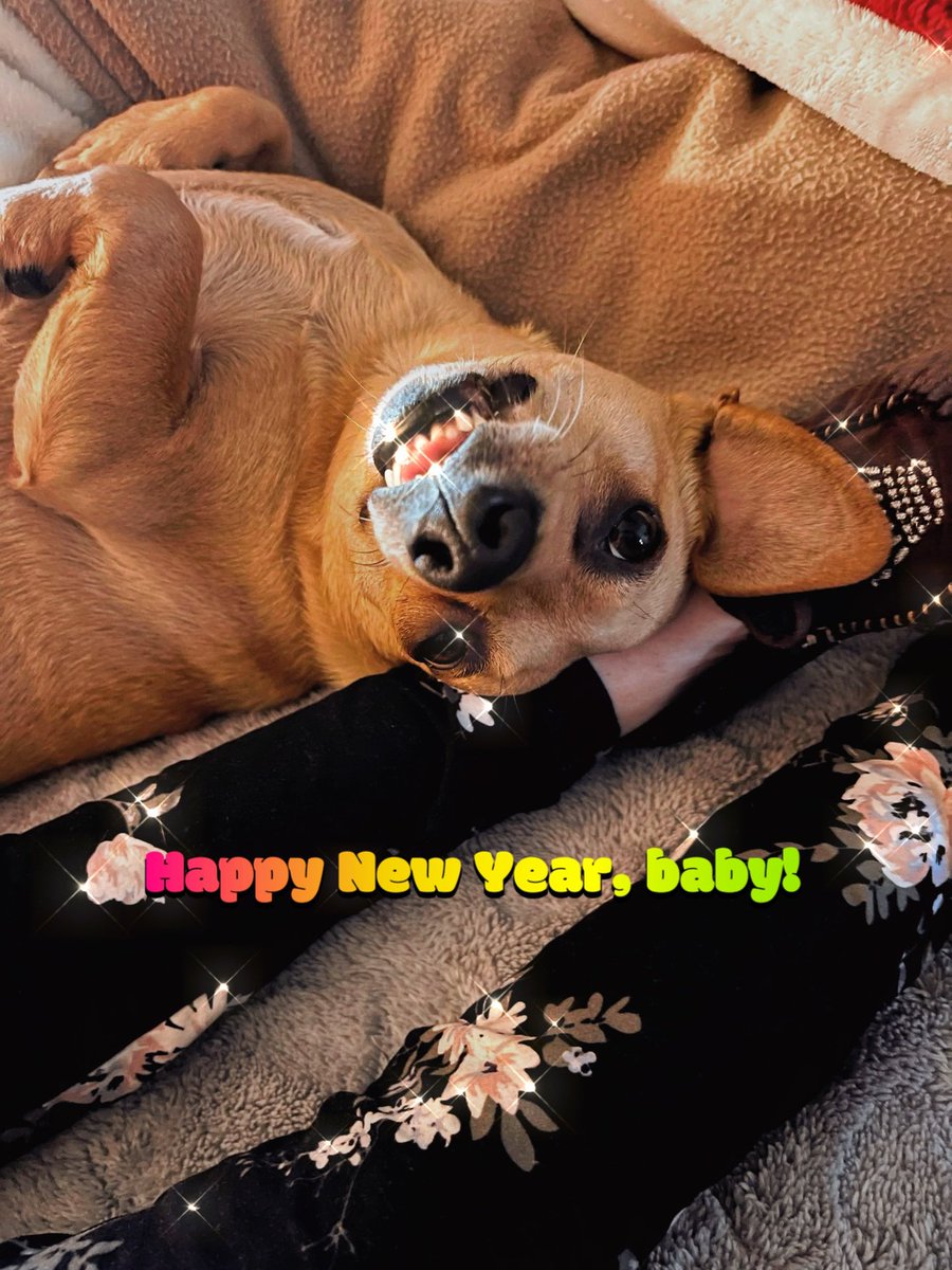 StephLeavins's tweet photo. HAPPY 2024 HAPPY NEW YEAR BABY AND I LOVE YOU ALL MY BEAUTIFUL FAMILY SO MUCH AND ELLIE MAE SAYS HAPPY NEW YEAR.😂😂 https://t.co/2r1FK1JIH0