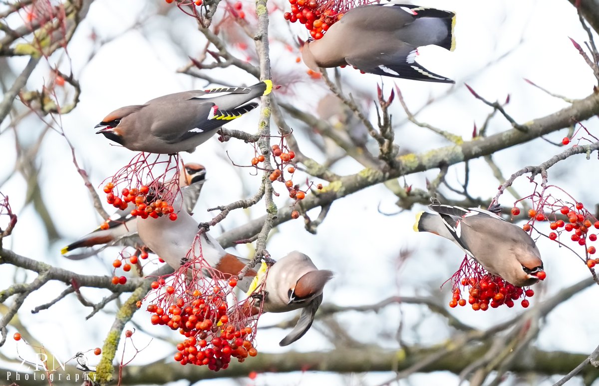 The challenging Waxwings of Leeds - 1st day of 2024 :) #westyorkshire #waxwing #birds #wildlifephotography #wildlife #bohemianwaxwing #nature @WildlifeMag @BBCCountryfile #birdwatching #Leeds