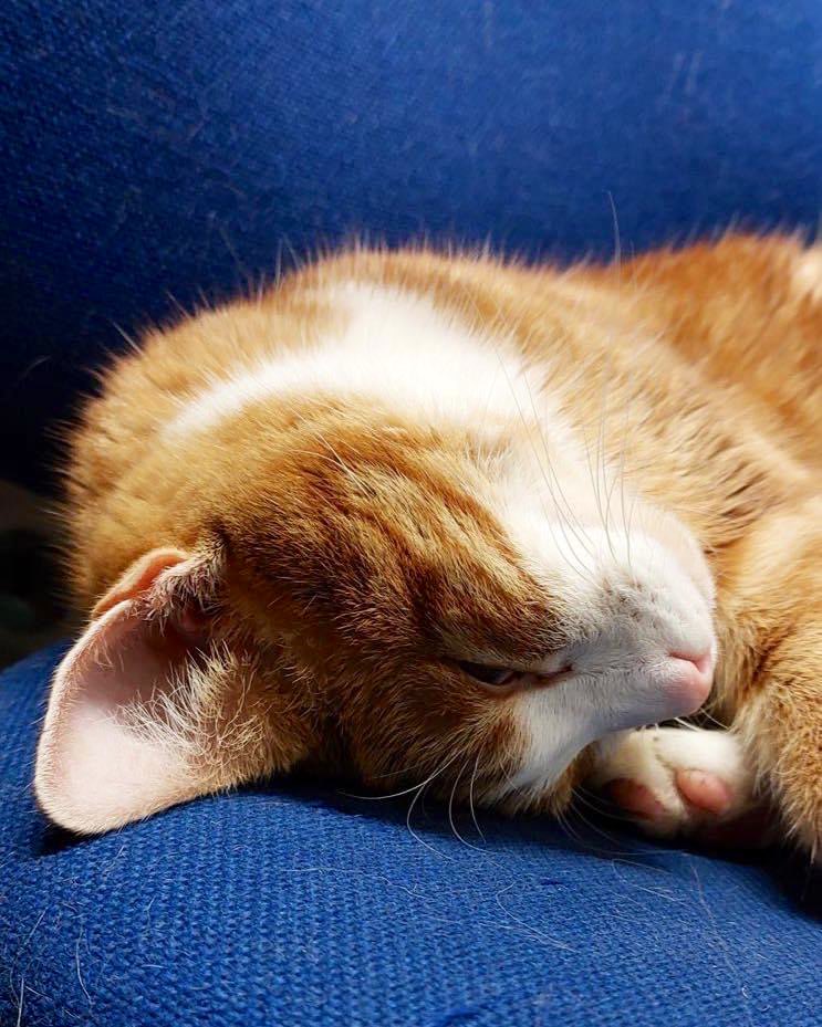 TheStourbridge's tweet photo. Night night sweet dreamies 

You didn’t have to figure everything out today. 
Take your time
It will all come together in the end.

#cats #cats #Cat #CatsOnTwitter #CatsOfTwitter https://t.co/vNuWoNZ5Hh