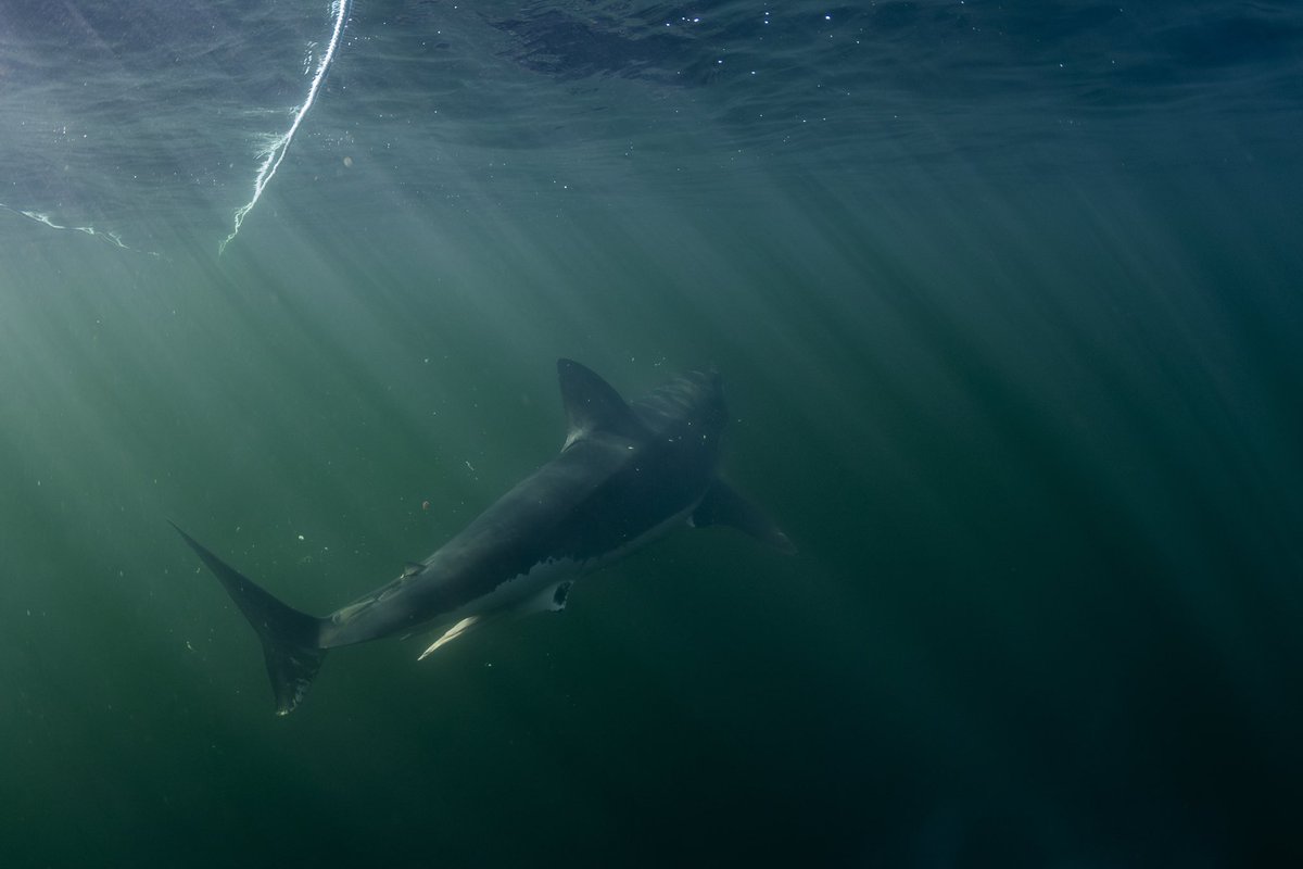 Diving into the mystery of Nova Scotia's great white #sharks 
Check out the article here: tr.ee/zW6oHT3IPf