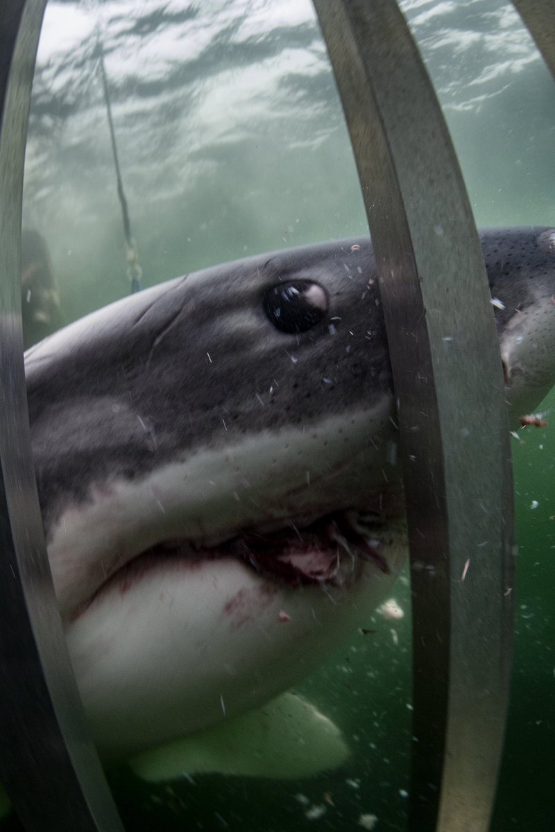 Atl_Shark_Exp's tweet photo. Diving into the mystery of Nova Scotia's great white #sharks 
Check out the article here: https://t.co/0lOnmK6qSE https://t.co/i86atKAoh0