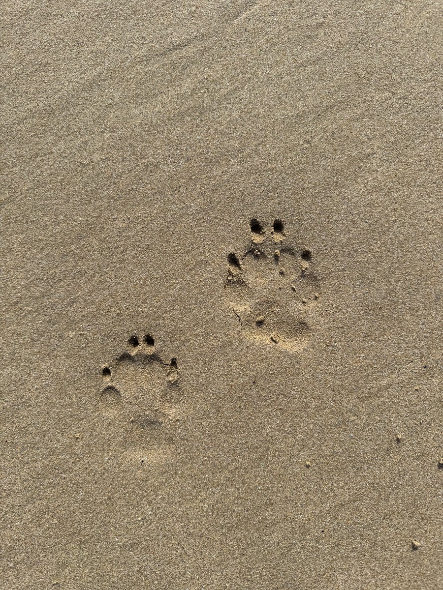BrettPottsAU's tweet photo. Making memories - beach side getaway #torquay #londonthedog https://t.co/VN04nPMYHO