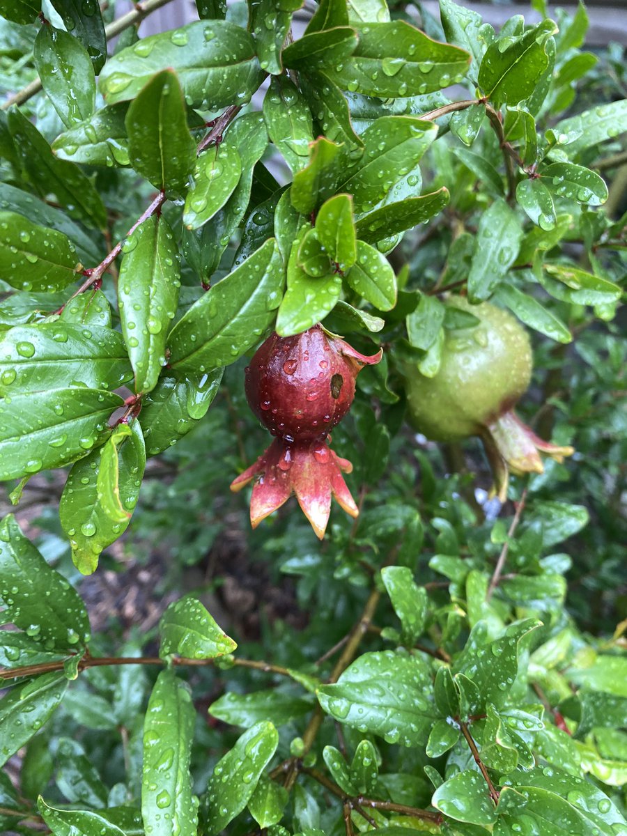 rockitaerials's tweet photo. Pomegranates!  The red wattlebirds did a beautiful job of pollinating this season.  It was a three year wait after planting. https://t.co/m2dnesaGXB