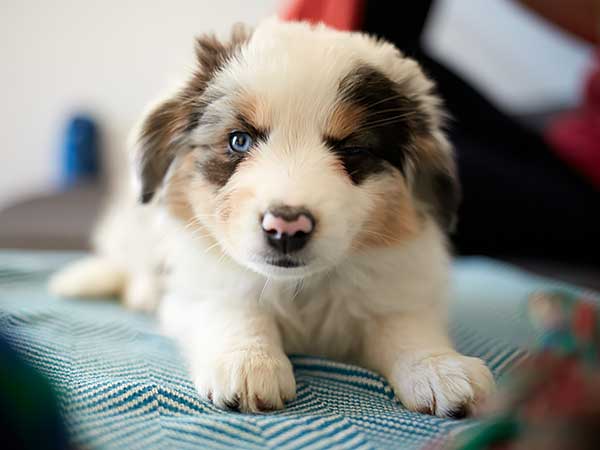 AussieShepLover's tweet photo. Tips for Puppy-Proofing Your Home and Yard for Your New Aussie πΎππ‘
https://t.co/VnrqCZKSq5
πΆ Aussie Owner? Get our Official Guide to Aussie Training & Care here...
https://t.co/d2v3cua6cl
#australianshepherd #puppyproofing #puppydevelopment #puppystages #aussielovers https://t.co/dbb8oOueUu