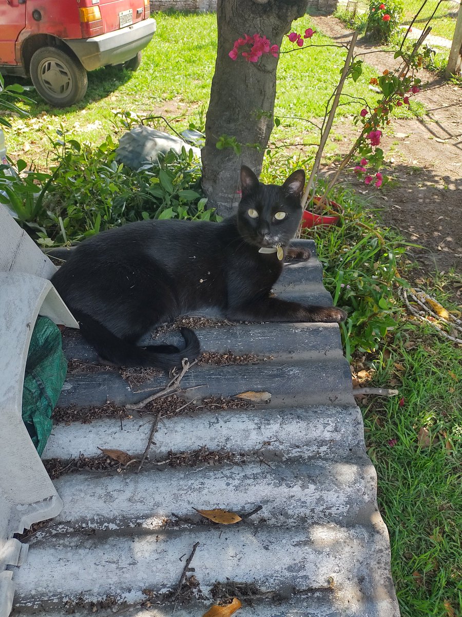 vanbinna's tweet photo. @MAngeles68 Está muy bien, gracias por preguntar. 100% recuperado, feliz y sano. La vete me recomendó sacarlo al patio siempre controlado para evitar que se estrese y la verdad que resultó súper bien. https://t.co/5IktPG042f