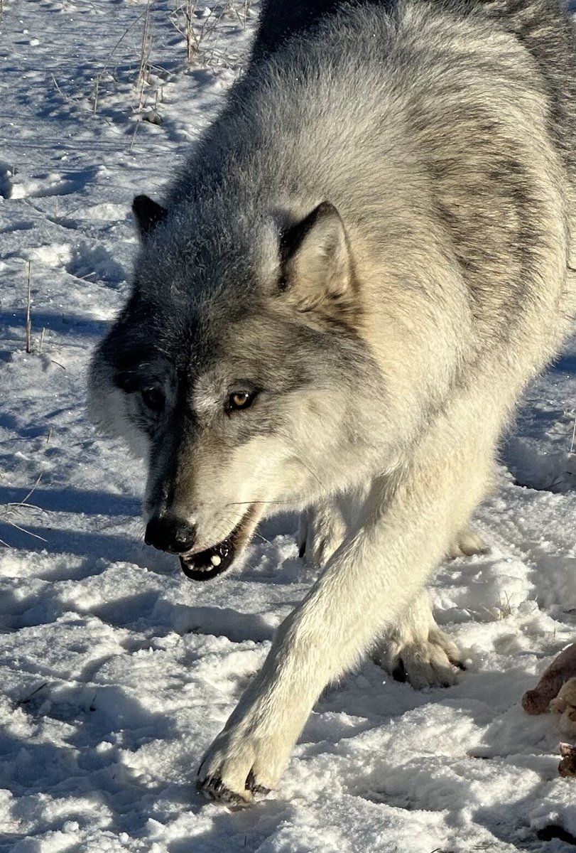 Happy New Year from McCleery Ranch! Thing 2 is ready for the New Year and new game donations.

#wolfhaveninternational #sanctuary #education #conservation #wolf #wolves #montana #mccleerywolves #newyear #wildlifeconservation #sanctuarylife #conserveandprotect #wolfsanctuary