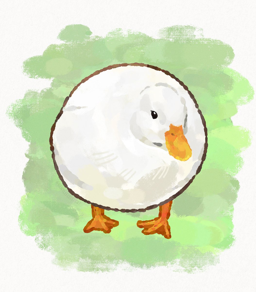 animal focus no humans bird duck animal standing green background  illustration images