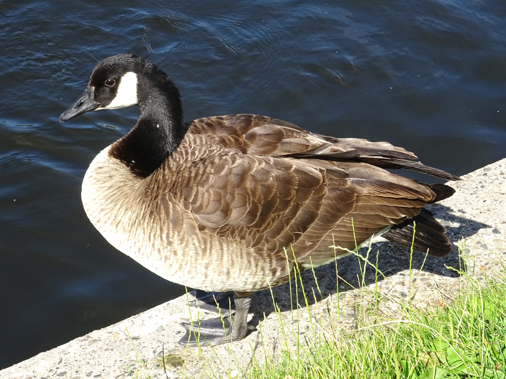 _mogblog's tweet photo. Die Kanadagans (Branta canadensis) ist eine Gans und sie stammt aus Kanada. Dass es inzwischen in Berlin rund 200 davon gibt, hängt damit zusammen, dass 1983 zwei Gänse von der Schulfarm des Gymnasiums der Insel Scharfenberg ausgerissen sind: https://t.co/OKXMjra8Vn https://t.co/p3GSATLIWQ