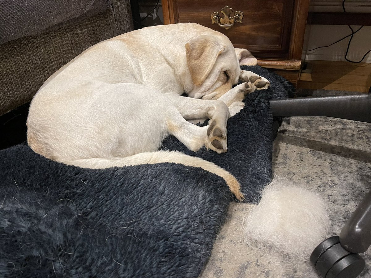 Post-bath Labrador. And that giant ball of fur is only from me petting her for five minutes. Even more came off with the wire brush! HOW DO THEY PRODUCE SO MUCH FUR?? 😂🐶