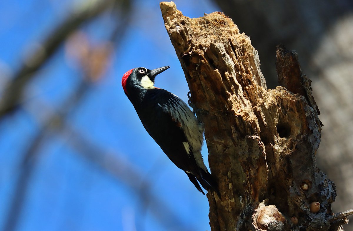 HasanZR's tweet photo. My New Year's Resolution is the same as this acorn woodpecker's: Be patient and persistent. Never give up no matter how tough the challenges may appear to be. (Photographed this magnificent bird on 01/01/24). https://t.co/YLnjLTNz65
