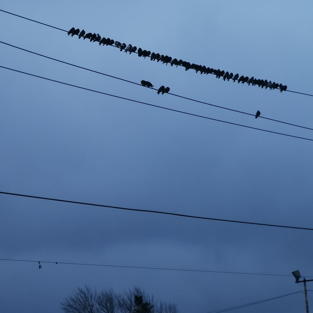 01/01/24
365 because it's a leap year.
Today we have clustered monotonic chant with bass punctuation.
#13688steps
#11000stepsperday
#walkinginNiagaraFalls
#birdsonawire