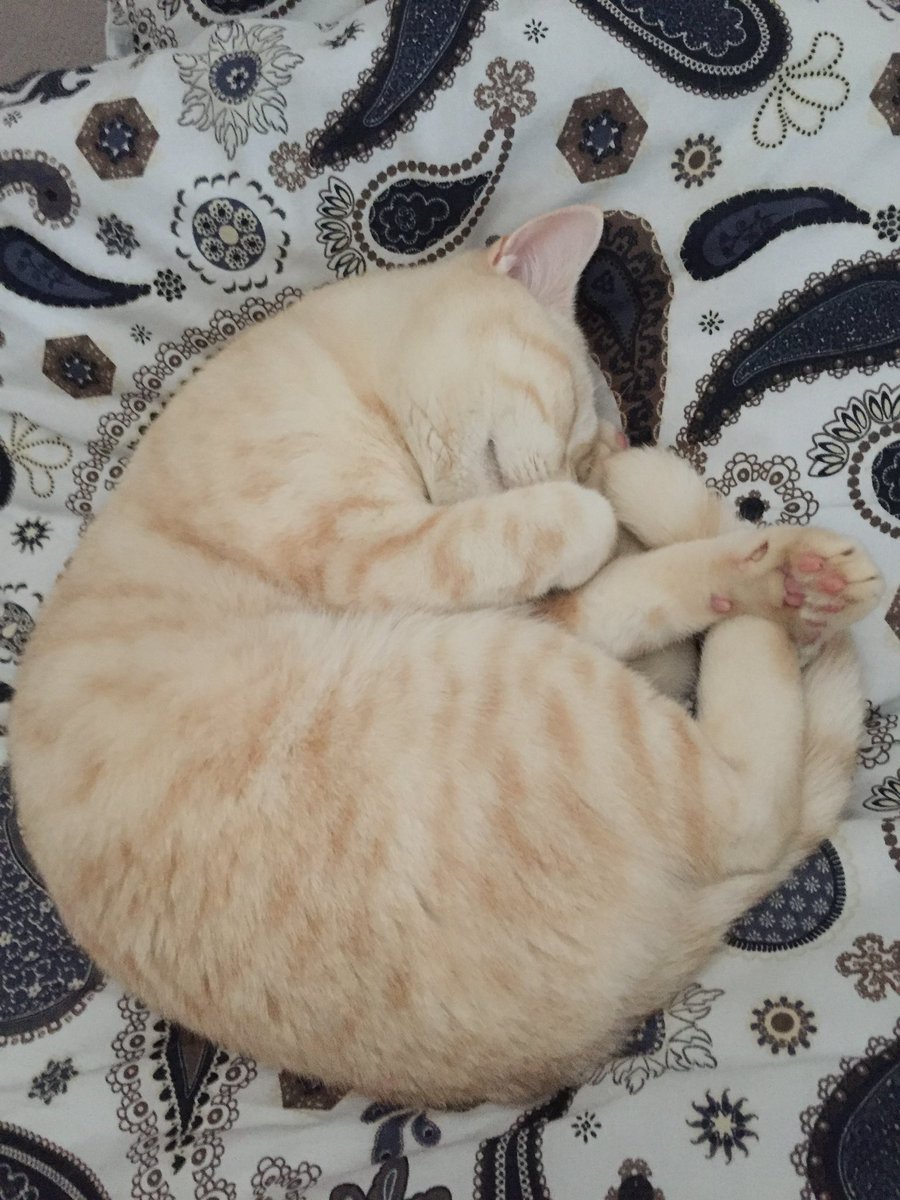 Notre doudou chat, nous a quitté ce matin. La maladie progressait et il était hélas temps de lui dire au revoir pour qu’il ne souffre pas. Comme il emplissait notre vie de joie et lumière, il laisse un vide immense. Merci Hawaï d’avoir été le plus merveilleux des chats 😿😻