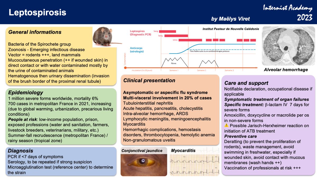 Leptospirosis - By Maëlys Viret (fellow in Internal Medicine, Paris, France) #leptospirosis #InternistAcademy 2023