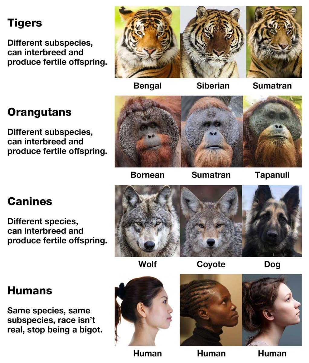 CplPunishm42060's tweet photo. @s_r_constantin @Grimezsz The reason cultures originating from #Westernkind's #biospirit are collectively referred to as "White culture" is because they all have a lot more similarities with each other than any of them have with nonwhite cultures.
Race is real. Stop being #antiwhite. https://t.co/pXFYHTGjvT