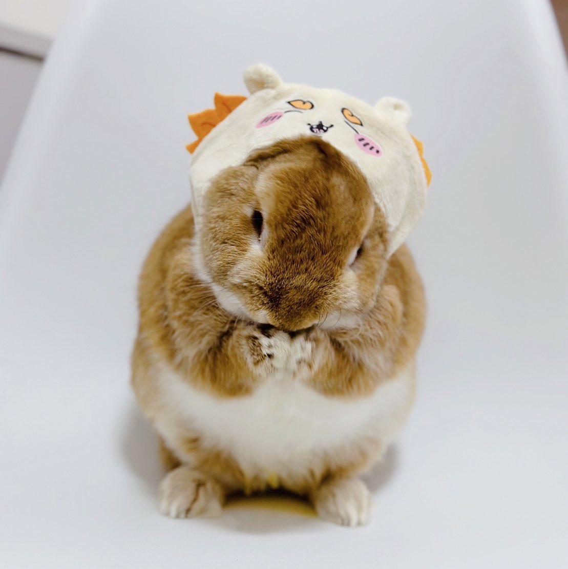みんな地震大丈夫ですか？
地震早く終わりますように🍀*゜✨✨✨
モカくん祈っています🐰🥕✨