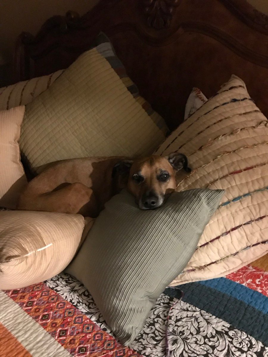 wpuffinb's tweet photo. Our precious Coco passed this week. She was an amazing, good girl… https://t.co/YnONy3kXyg