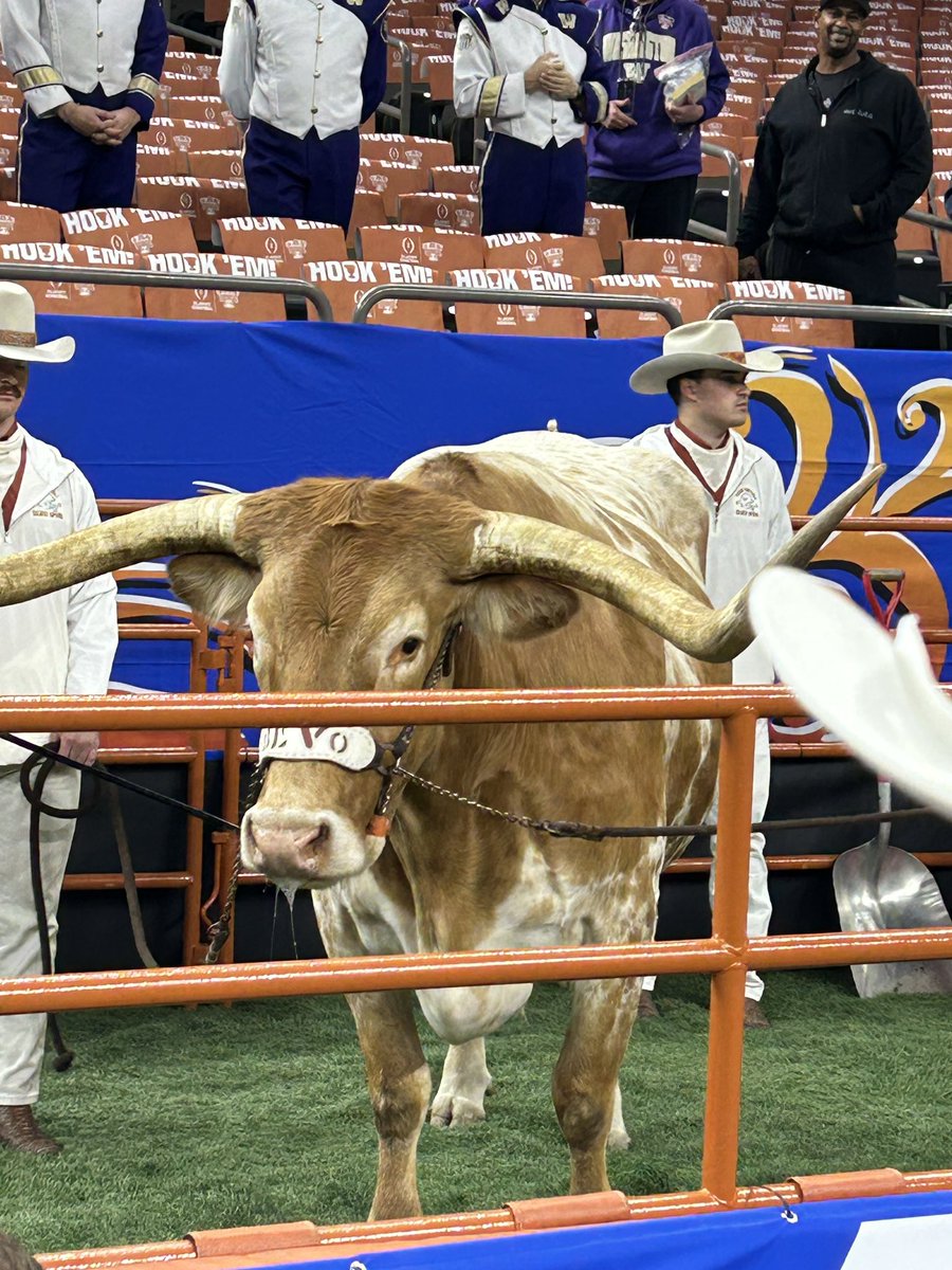 Hide your dogs. Bevo XV in the house. #HookEm