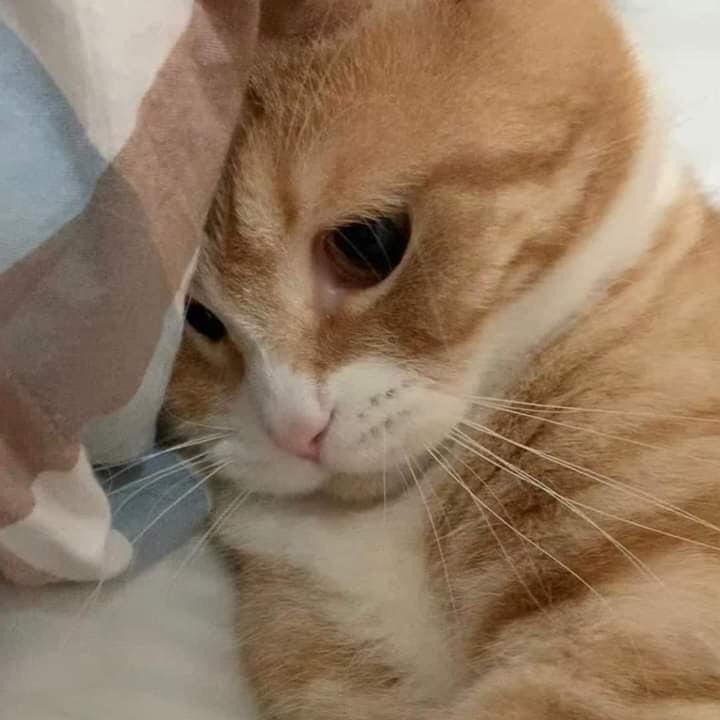 kenioias's tweet photo. Nghe đâu sắp tới hạn pa..iy nữa rồi hả anh em. 
#cat
#meme
#funny
#pet https://t.co/auuNJLZn6i