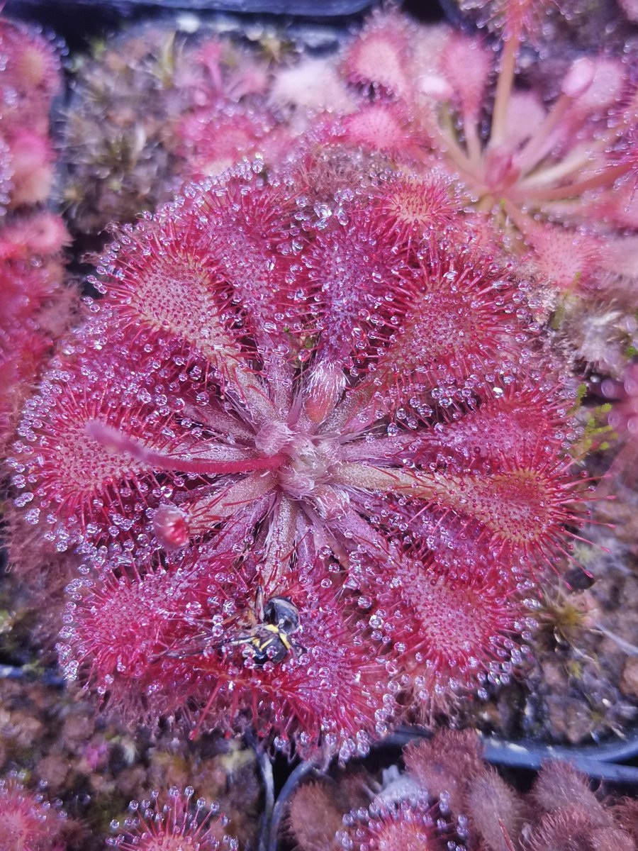 Stsihom's tweet photo. 也捉到了虫的[狄尔斯茅膏菜（Drosera dielsiana）]。
也是我比较喜欢的茅膏菜之一，因为很容易变红，而且比较大。
现在正在准备开花，花柱正在延长，它正好可以吃虫补充营养！
#食虫植物 #CarnivorousPlants #茅膏菜 #Drosera https://t.co/KMm3MCJp2y