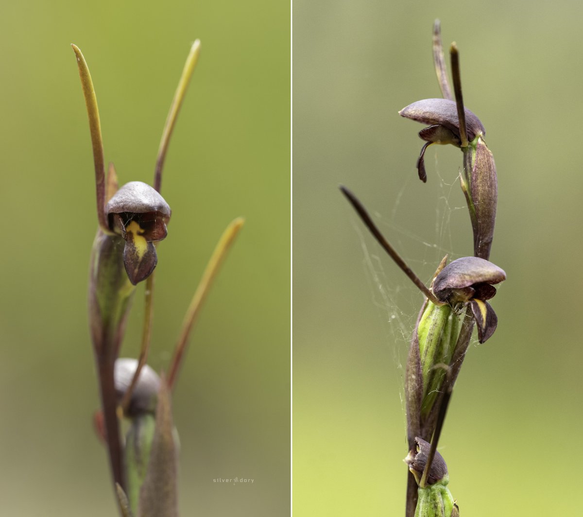 Horned Orchids (Orthoceras strictum) near the Betka River, VIC. First time I've seen this species at this location southwest of Mallacoota - in coastal heathland about 50m from the beach. Only found two plants out - with older flowers already finished. #orchids #summer #ozplants