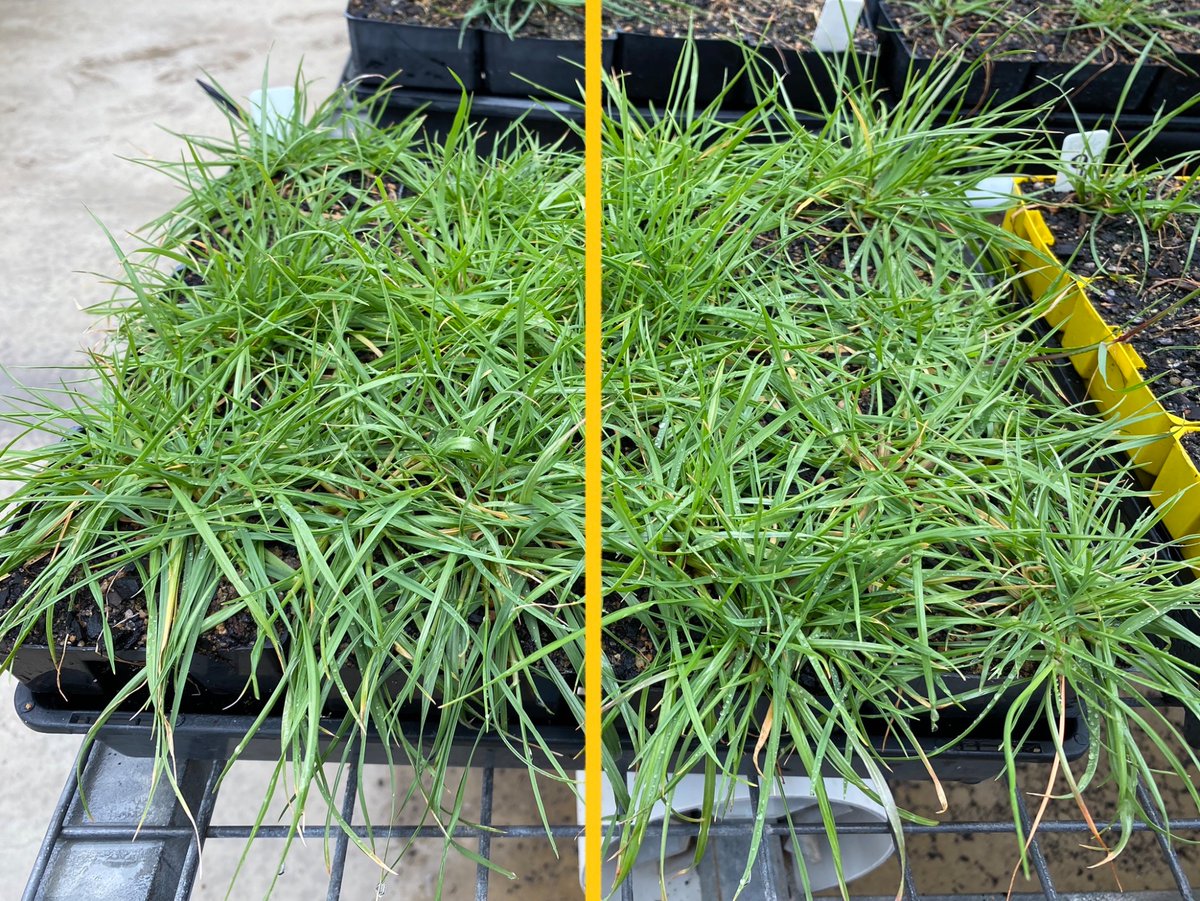 Roberto Busi tweet media