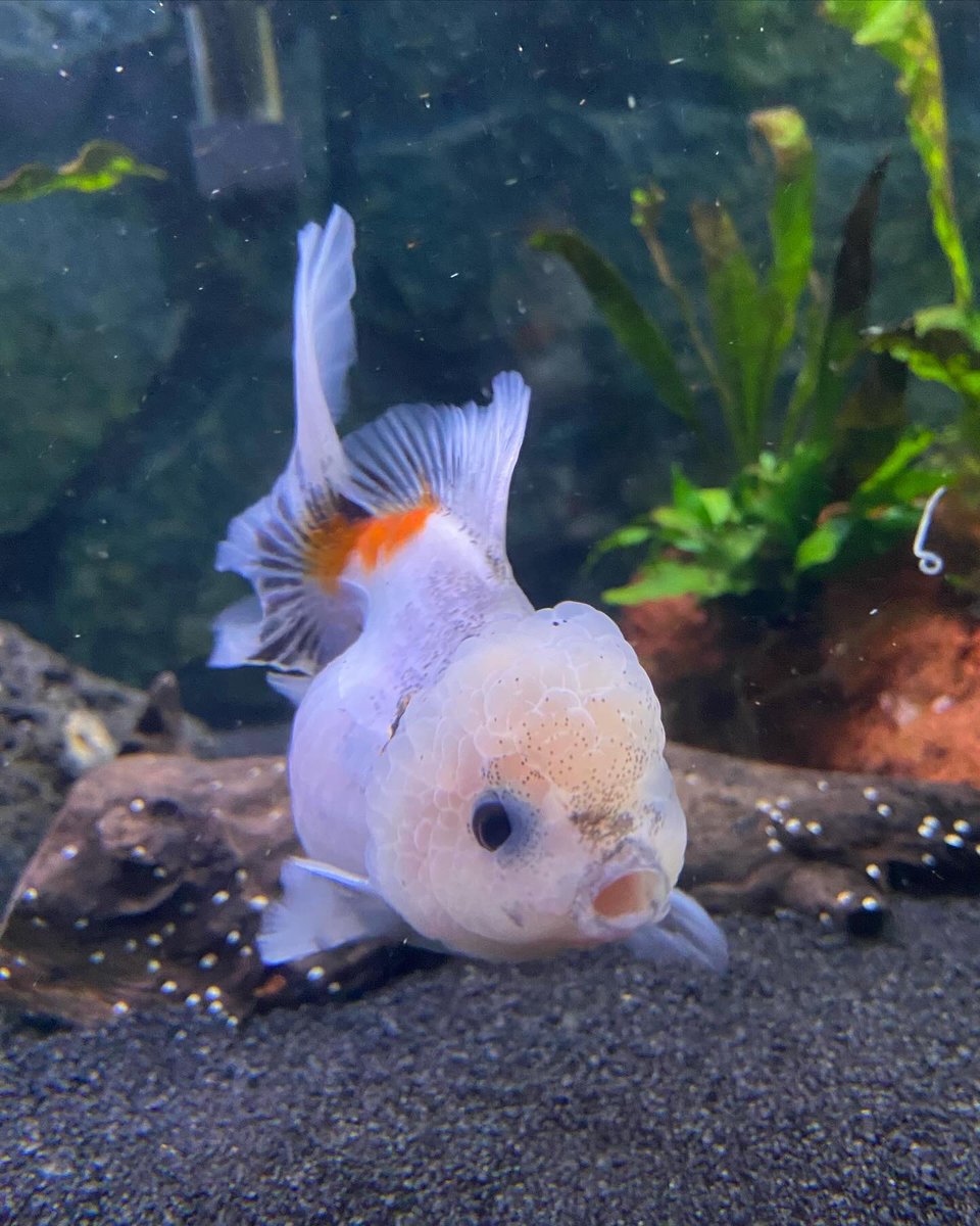 ThatBlueGorl's tweet photo. @wilbursthinkr Tbf my fish Ranch is making the same face as Wilbur https://t.co/HaLKrYe3C2