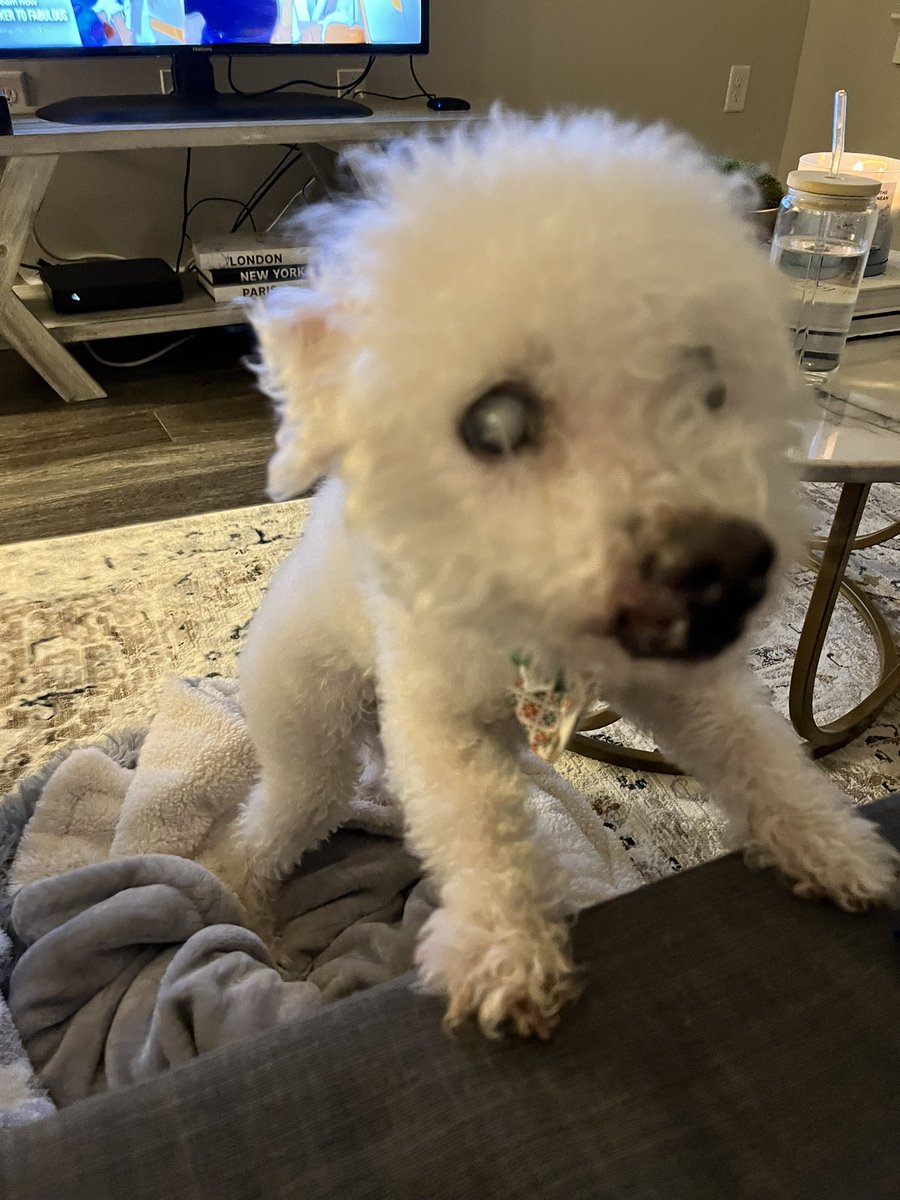 Spent the last day of break and first day of 2024 with my spunky old man! He is sad that mommy returns to her students tomorrow ❤️